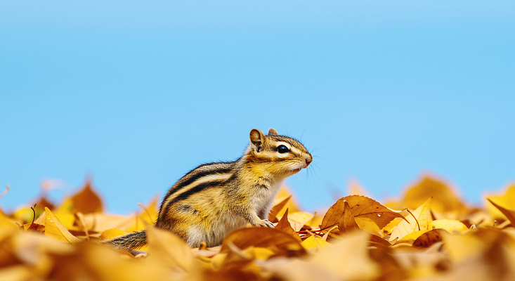 JPG 동물 편집이미지 자연 자연보호 환경 고요 가을 생태 숲 경계 다람쥐 편집실사 AI포토 AI콘텐츠 계절 보호 설치류 CG 생태계 파일형식