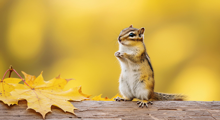 JPG 나무 동물 편집이미지 공원 잎 자연 조류 노란색 환경 가을 생태 숲 호기심 다람쥐 편집실사 AI포토 AI콘텐츠 식물 계절 공공시설 감정 컬러 컨셉 설치류 CG 생태계 파일형식