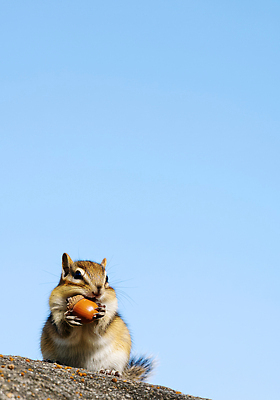 JPG 동물 편집이미지 포즈 자연 생물 야외 귀여움 산책 관찰 생태 먹이 다람쥐 호두 편집실사 AI포토 AI콘텐츠 컨셉 모션 휴식 견과류 설치류 CG 생태계 파일형식