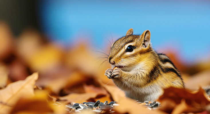 JPG 식물 편집이미지 백그라운드 단풍 자연 씨앗 평화 식사 가을 생태 숲 먹이 다람쥐 편집실사 AI포토 AI콘텐츠 계절 컨셉 잎 설치류 CG 생태계 파일형식