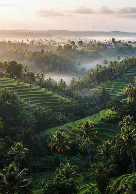 JPG 편집이미지 전통 여행 농업 자연 아침 풍경 파란색 야자수 평화 동남아시아 안개 농촌 발리 계단식논 이미지편집 AI포토 AI콘텐츠 주간 나무 산업 아시아 컬러 섬 컨셉 날씨 논 시골 생태계 인도네시아 파일형식