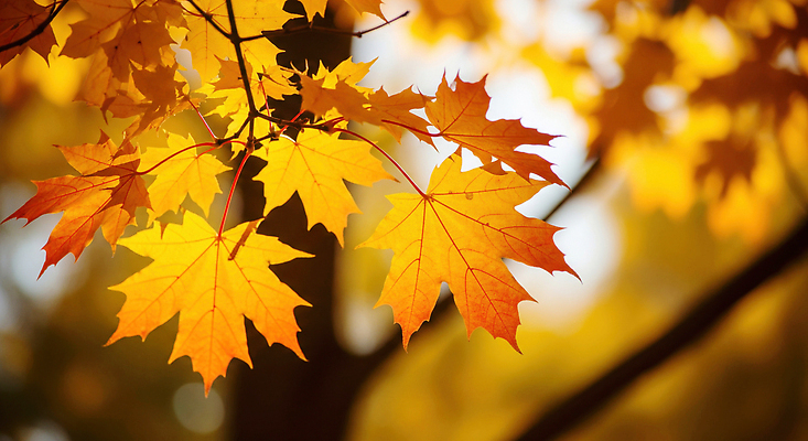 JPG 편집이미지 계절 단풍 잎 자연 나뭇잎 풍경 햇빛 노란색 평화 주황색 가을 변화 뷰티풀 색감 편집실사 AI포토 AI콘텐츠 식물 컬러 컨셉 태양 CG 생태계 파일형식