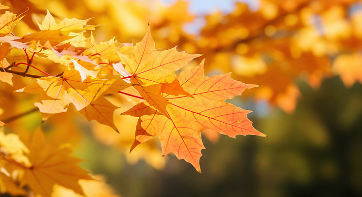 JPG 나무 식물 편집이미지 계절 단풍 잎 자연 풍경 일상 햇빛 노란색 가을 생태계 조화 뷰티풀 편집실사 AI포토 AI콘텐츠 컬러 라이프 태양 CG 파일형식