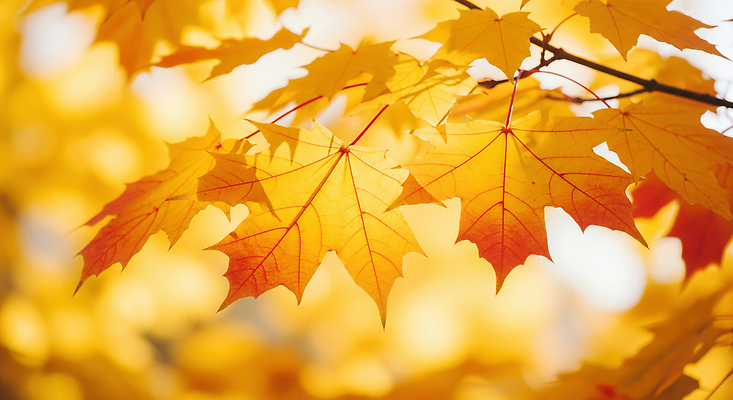 JPG 나무 편집이미지 계절 단풍 잎 자연 풍경 반짝임 햇빛 노란색 주황색 가을 변화 뷰티풀 편집실사 AI포토 AI콘텐츠 식물 컬러 컨셉 모션 태양 CG 생태계 파일형식