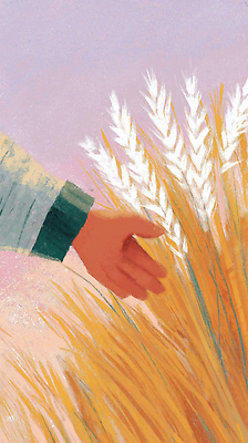 JPG 식물 손 밭 농업 일러스트 자연 하늘 바람 따뜻함 풍경 농작물 농장 평화 수확 농부 저녁 밀 풍요 국내일러스트 AI일러스트 AI콘텐츠 자연요소 직업 산업 컨셉 날씨 곡류 신체부위 야간 생태계 파일형식