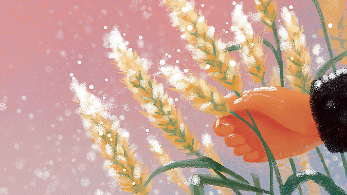 JPG 손 감정 컬러 백그라운드 농업 일러스트 자연 생명 풍경 일상 햇빛 평화 고요 금색 수확 성장 농촌 밀 이삭 과정 오후 국내일러스트 AI일러스트 AI콘텐츠 산업 컨셉 곡류 라이프 신체부위 태양 시골 생태계 파일형식