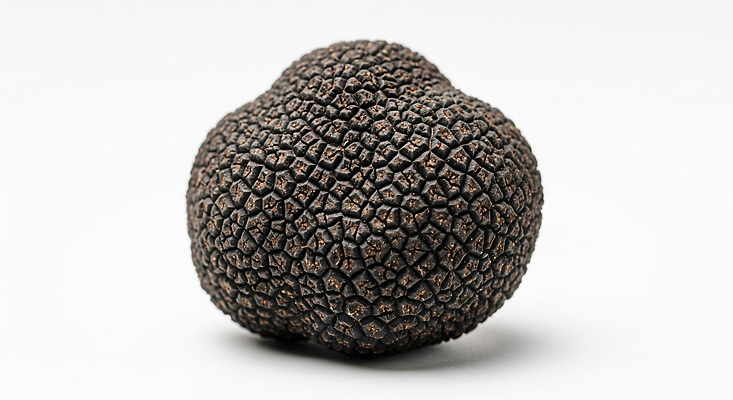 JPG 편집이미지 식재료 요리 이탈리아 프랑스 질감 향 레시피 발견 땅속 특별함 편집실사 AI포토 AI콘텐츠 트러플 유럽 컨셉 버섯 CG 파일형식