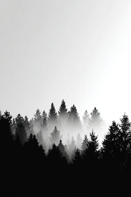 JPG 나무 편집이미지 자연 하늘 아침 밝음 풍경 야외 일출 고요 안개 신선 숲속 숲 수목 이미지편집 AI컴퓨터그래픽 AI콘텐츠 주간 식물 날씨 노을 생태계 파일형식