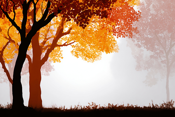 JPG 나무 편집이미지 컬러 단풍 자연 아침 날씨 풍경 여름 안개 가을 시간 숲 조용 이미지편집 AI컴퓨터그래픽 AI콘텐츠 주간 식물 계절 잎 생태계 파일형식