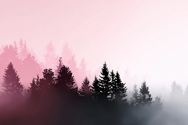 JPG 나무 편집이미지 자연 하늘 아침 풍경 고요 안개 숲속 숲 신비 달빛 생태계 조용 이미지편집 AI컴퓨터그래픽 AI콘텐츠 주간 식물 컨셉 날씨 달 파일형식