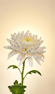 JPG 식물 편집이미지 꽃잎 꽃 백그라운드 자연 생명 조명 국화 장식 고요 흰색 우아함 화사함 뷰티풀 편집실사 AI컴퓨터그래픽 AI콘텐츠 컬러 컨셉 CG 생태계 파일형식