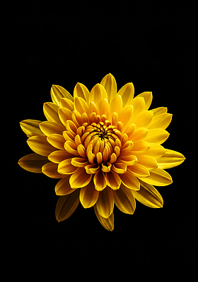 JPG 식물 편집이미지 꽃잎 꽃 백그라운드 패턴 자연 국화 노란색 비교 질감 심플 뷰티풀 편집실사 AI컴퓨터그래픽 AI콘텐츠 컬러 컨셉 무늬 CG 생태계 파일형식