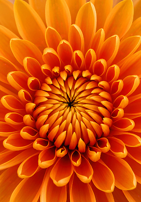 JPG 식물 편집이미지 꽃잎 꽃 자연 생명 국화 여름 정원 주황색 원형 뷰티풀 생동감 편집실사 AI컴퓨터그래픽 AI콘텐츠 도형 계절 컬러 CG 생태계 파일형식