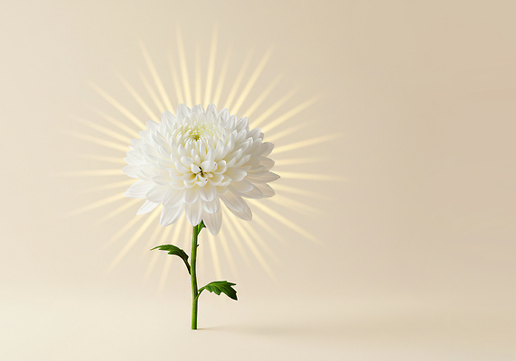 JPG 식물 편집이미지 꽃 백그라운드 자연 생명 국화 빛 흰색 심플 화사함 단정 뷰티풀 편집실사 AI컴퓨터그래픽 AI콘텐츠 컬러 컨셉 CG 생태계 파일형식