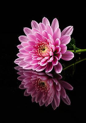 JPG 식물 편집이미지 디자인 꽃잎 꽃 예술 분홍색 자연 생명 조명 국화 장식 반사 오브젝트 뷰티풀 편집실사 AI컴퓨터그래픽 AI콘텐츠 컬러 CG 생태계 파일형식