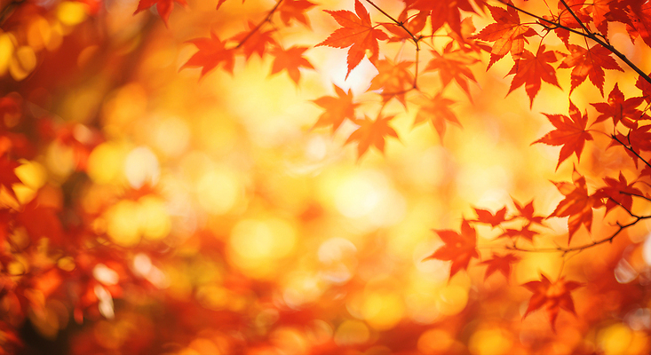 JPG 나무 편집이미지 계절 컬러 단풍 잎 자연 풍경 빛 햇빛 고요 가을 분위기 숲 뷰티풀 이미지편집 AI컴퓨터그래픽 AI콘텐츠 식물 컨셉 태양 생태계 파일형식