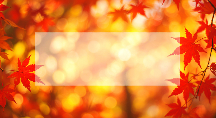 JPG 나무 편집이미지 컬러 단풍 잎 자연 휴식 따뜻함 풍경 빛 반짝임 산책 가을 숲 뷰티풀 색감 이미지편집 AI컴퓨터그래픽 AI콘텐츠 식물 계절 컨셉 모션 생태계 파일형식
