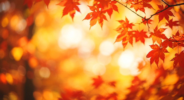 JPG 나무 편집이미지 계절 단풍 자연 가지 나뭇잎 풍경 빛 햇빛 가을 조화 뷰티풀 색채 이미지편집 AI컴퓨터그래픽 AI콘텐츠 식물 잎 채소 태양 생태계 파일형식