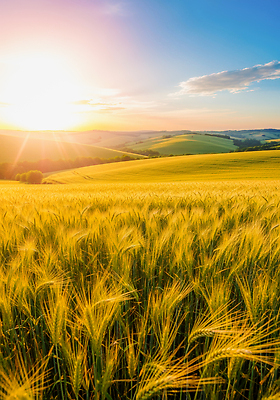 JPG 편집이미지 농업 자연 하늘 풍경 초원 햇빛 태양 농경지 평화 노을 금색 저녁 언덕 지역 밀밭 편집실사 AI포토 AI콘텐츠 자연요소 산업 컬러 컨셉 밭 농장 야간 밀 CG 생태계 파일형식