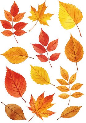 JPG 식물 디자인 계절 감정 예술 컬러 단풍 잎 일러스트 자연 생명 나뭇잎 수채화 풍경 가을 변화 감성 뷰티풀 국내일러스트 AI일러스트 AI콘텐츠 컨셉 생태계 파일형식