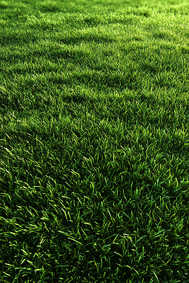 JPG 편집이미지 자연 날씨 풍경 잔디 초록색 햇빛 농장 평화 환경 소리 신선 조용 뷰티풀 편집실사 AI포토 AI콘텐츠 식물 컬러 컨셉 농업 태양 CG 생태계 파일형식