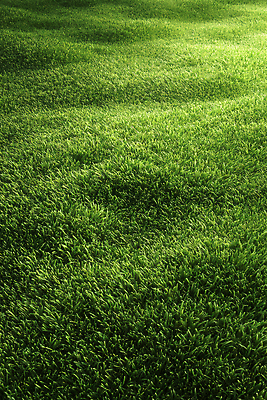 JPG 편집이미지 자연 풍경 잔디 초원 초록색 햇빛 정원 산책 원예 오후 편집실사 AI포토 AI콘텐츠 식물 컬러 휴식 취미 태양 CG 생태계 파일형식