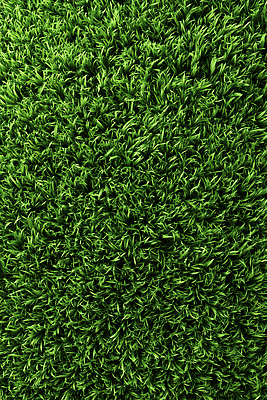 JPG 식물 편집이미지 자연 건강 풍경 잔디 야외 파란색 햇빛 환경 정원 성장 질감 뷰티풀 편집실사 AI포토 AI콘텐츠 컬러 태양 CG 생태계 파일형식