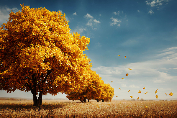 JPG 나무 식물 편집이미지 여유 단풍 자연 하늘 바람 풍경 초원 환경 고요 금색 가을 뷰티풀 풍경화 이미지편집 AI컴퓨터그래픽 AI콘텐츠 자연요소 계절 감정 컬러 잎 날씨 그림 생태계 파일형식