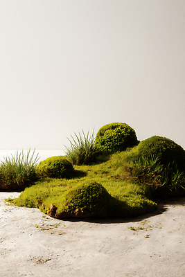 JPG 식물 편집이미지 디자인 자연 생명 실내 이끼 풍경 초록색 평화 정원 흙 조경 편집실사 AI포토 AI콘텐츠 컬러 컨셉 내부 CG 생태계 파일형식