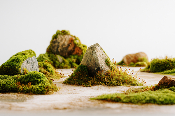 JPG 식물 편집이미지 자연 이끼 풍경 햇빛 평화 돌_바위 돌산 조경 조화 오후 편집실사 AI포토 AI콘텐츠 컨셉 산 태양 CG 생태계 파일형식