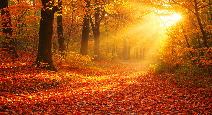 JPG 나무 편집이미지 꽃 컬러 잎 자연 조명 풍경 햇빛 평화 일몰 산책로 가을 숲 뷰티풀 편집실사 AI포토 AI콘텐츠 식물 계절 길 컨셉 태양 노을 CG 생태계 파일형식