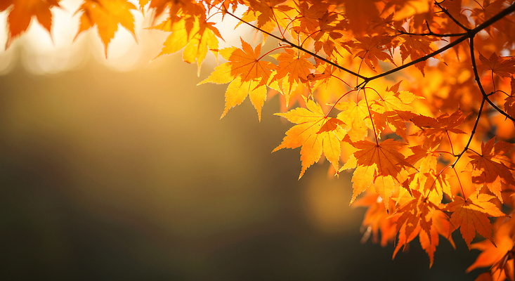 JPG 나무 편집이미지 계절 단풍 잎 자연 가지 따뜻함 풍경 햇빛 주황색 가을 변화 숲 뷰티풀 색감 편집실사 AI포토 AI콘텐츠 식물 컬러 컨셉 채소 태양 CG 생태계 파일형식