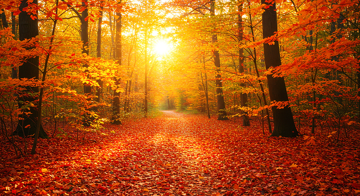 JPG 나무 편집이미지 길 단풍 잎 자연 하늘 풍경 빛 햇빛 주황색 산책 금색 가을 숲 편집실사 AI포토 AI콘텐츠 식물 계절 컬러 휴식 태양 CG 생태계 파일형식