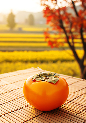 JPG 나무 식물 편집이미지 농업 과일 자연 탁자 감 풍경 햇빛 노을 일몰 수확 농촌 편집실사 AI포토 AI콘텐츠 자연요소 산업 가구 태양 시골 CG 생태계 파일형식