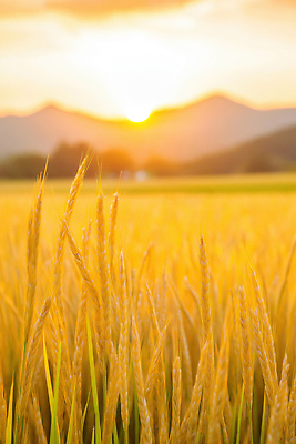 JPG 편집이미지 계절 농업 자연 하늘 바람 산 풍경 햇빛 수확 쌀 농촌 저녁 초승달 논밭 편집실사 AI포토 AI콘텐츠 자연요소 산업 밭 날씨 곡류 논 태양 달 시골 야간 CG 생태계 파일형식
