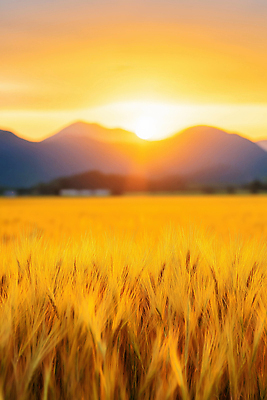 JPG 편집이미지 물결 밭 농업 자연 산 곡류 풍경 햇빛 태양 고요 일몰 황금 저녁 뷰티풀 편집실사 AI포토 AI콘텐츠 자연요소 산업 노을 야간 CG 생태계 파일형식