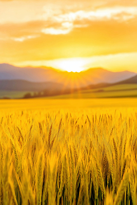 JPG 편집이미지 자연 하늘 산 풍경 농장 노을 농사 황혼 일몰 밀 밀밭 평야 편집실사 AI포토 AI콘텐츠 자연요소 밭 농업 곡류 CG 생태계 파일형식