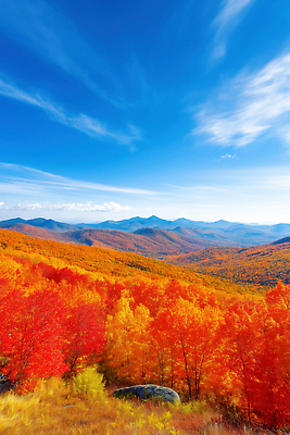 JPG 나무 편집이미지 컬러 여행 단풍 자연 하늘 산 풍경 노란색 뷰티풀 편집실사 AI포토 AI콘텐츠 식물 잎 CG 생태계 파일형식