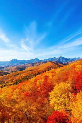 JPG 나무 편집이미지 컬러 단풍 자연 하늘 산 국립공원 풍경 여름 맑음 뷰티풀 경관 편집실사 AI포토 AI콘텐츠 식물 계절 공원 잎 날씨 CG 생태계 파일형식