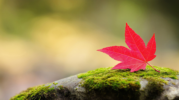 JPG 편집이미지 단풍 자연 휴식 나뭇잎 이끼 풍경 햇빛 평화 돌_바위 숲 조화 뷰티풀 색감 편집실사 AI포토 AI콘텐츠 컨셉 잎 태양 CG 생태계 파일형식