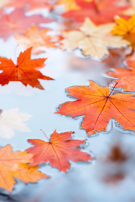 JPG 나무 편집이미지 계절 컬러 단풍 잎 자연 풍경 물 반사 고요 숲 뷰티풀 풍경화 편집실사 AI포토 AI콘텐츠 자연요소 식물 CG 그림 생태계 파일형식