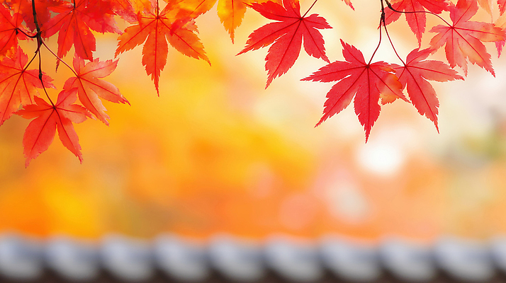 JPG 편집이미지 전통 건축물 계절 여유 컬러 단풍 잎 자연 날씨 나뭇잎 풍경 빨간색 촬영 뷰티풀 편집실사 AI포토 AI콘텐츠 식물 건축 감정 CG 생태계 파일형식