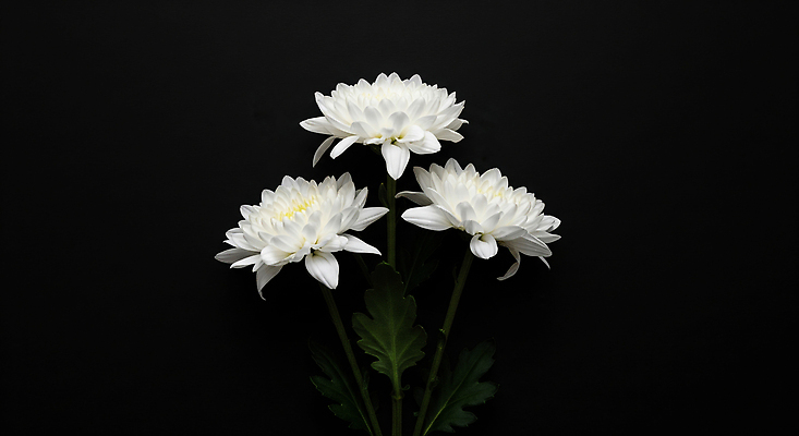 JPG 식물 편집이미지 디자인 꽃잎 화초 예술 꽃다발 자연 생명 국화 정원 촬영 우아함 뷰티풀 추모 편집실사 AI포토 AI콘텐츠 꽃 컨셉 CG 생태계 파일형식