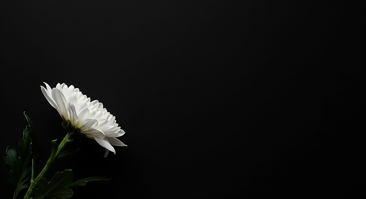 JPG 모양 식물 편집이미지 시선 예술 자연 국화 분위기 감성 조화 뷰티풀 추모 디테일 편집실사 AI포토 AI콘텐츠 꽃 컨셉 CG 생태계 파일형식