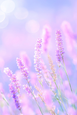 JPG 편집이미지 꽃잎 꽃 감정 컬러 자연 바람 풍경 야외 햇빛 평화 봄 부드러움 화사함 라벤더 뷰티풀 편집실사 AI컴퓨터그래픽 AI콘텐츠 자연요소 식물 계절 컨셉 날씨 태양 감각 허브 CG 생태계 파일형식