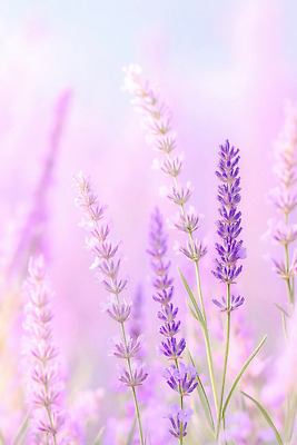 JPG 식물 편집이미지 꽃 자연 풍경 여름 햇빛 농장 보라색 들꽃 향기 연보라색 라벤더 뷰티풀 편집실사 AI컴퓨터그래픽 AI콘텐츠 계절 컬러 농업 태양 허브 CG 생태계 냄새 파일형식