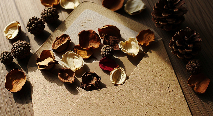 JPG 자연요소 식물 편집이미지 예술 자연 장식 고요 분위기 수집 오브젝트 솔방울 오후 우편봉투 편집실사 AI포토 AI콘텐츠 컨셉 봉투 우편물 CG 생태계 파일형식