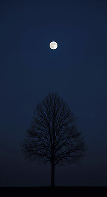 JPG 나무 편집이미지 단풍 야경 자연 하늘 조명 그림자 풍경 반사 평화 고요 일몰 달 청명 편집실사 AI컴퓨터그래픽 AI콘텐츠 자연요소 식물 컨셉 잎 노을 야간 CG 생태계 파일형식 풍경_경치