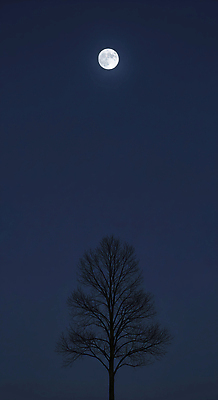 JPG 나무 편집이미지 자연 밤하늘 풍경 일상 환경 고요 산책 달 관찰 고독 편안함 오브젝트 조화 편집실사 AI컴퓨터그래픽 AI콘텐츠 자연요소 식물 감정 모션 하늘 휴식 라이프 감각 야간 CG 생태계 파일형식