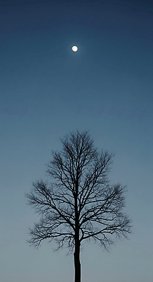 JPG 나무 편집이미지 겨울 자연 하늘 풍경 빛 어둠 고요 달 대기 체험 고독 수목 편집실사 AI컴퓨터그래픽 AI콘텐츠 자연요소 식물 계절 감정 컨셉 CG 생태계 파일형식